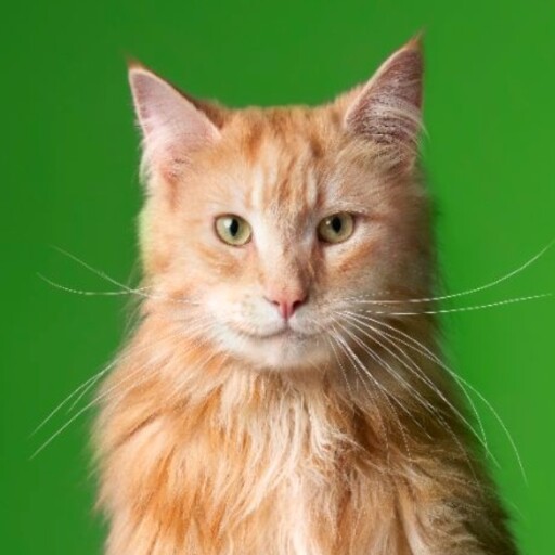 Louis de kat van Kpn_avatar