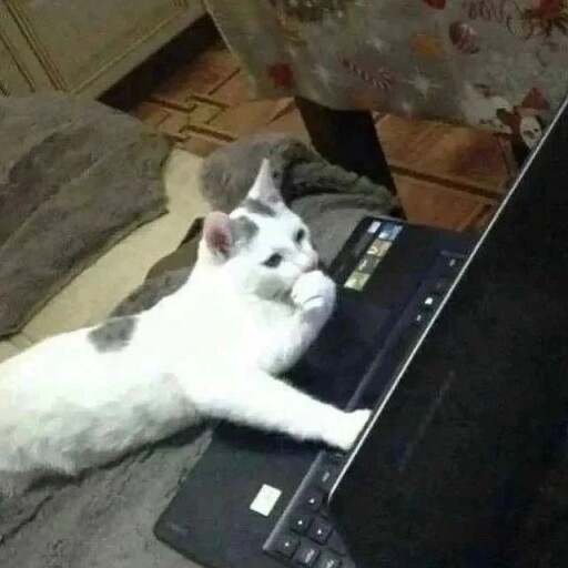 cat with a laptop_avatar