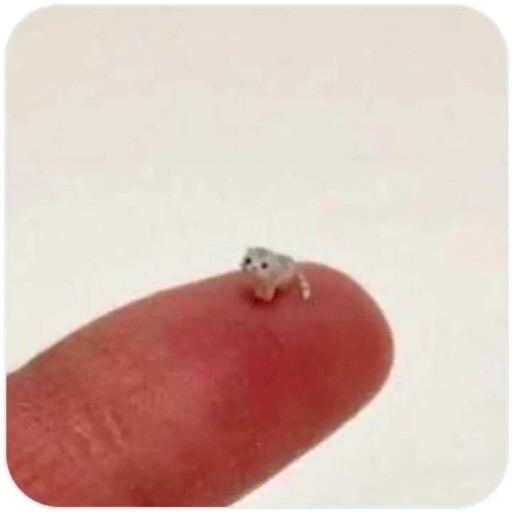 DickerMarderbaer_avatar